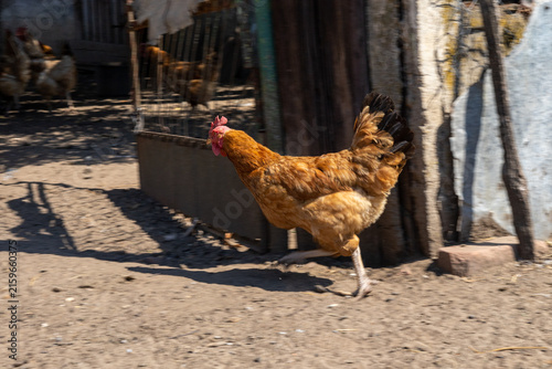 Cuadro en lienzo A charming photo collection capturing the lively atmosphere of a rustic farmyard, featuring free-range chickens, colorful roosters, and hens foraging in the sunlit countryside