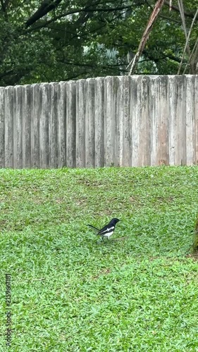 Malaysia, Kuala Lumpur 15.08.2026 - A walk in the park, watching birds, animals in the park, a magpie hopping, a crow eating from a trash bin, peaceful birds in the city street