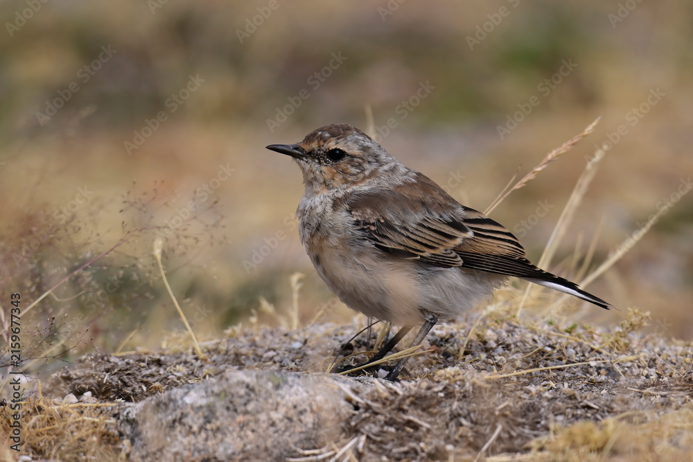 Obraz premium young Northern wheatear // junger Steinschmätzer (Oenanthe oenanthe) - Parque Natural da Serra da Estrela, Portugal