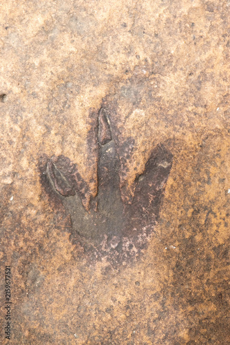 Well-preserved three-toed theropod dinosaur footprint fossil impression on sandstone surface.