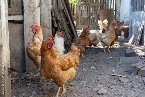 фотографія A charming photo collection capturing the lively atmosphere of a rustic farmyard, featuring free-range chickens, colorful roosters, and hens foraging in the sunlit countryside