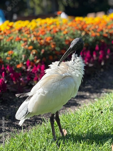 Bild auf Leinwand Australian white ibis bird preening its feathers at Hyde Park in Sydney, Australia