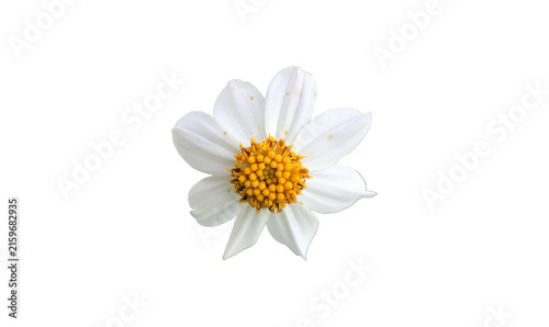Isolated bidens pilosa flower with clipping paths.