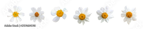 Isolated bidens pilosa flower with clipping paths.