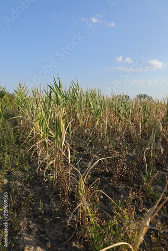 Canvas Print Weeds invading the rows of a drought-damaged maize crop with bare dry soil in Romania