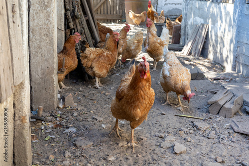 Foto A charming photo collection capturing the lively atmosphere of a rustic farmyard, featuring free-range chickens, colorful roosters, and hens foraging in the sunlit countryside