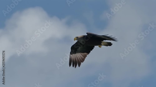 A majestic white-tailed eagle soars through a partly cloudy blue sky.