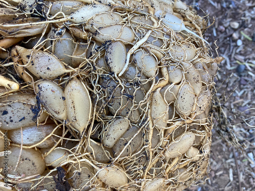 Outdoor view looking down onto the exposed roots and nodules of an Asparugus myeri fern plant