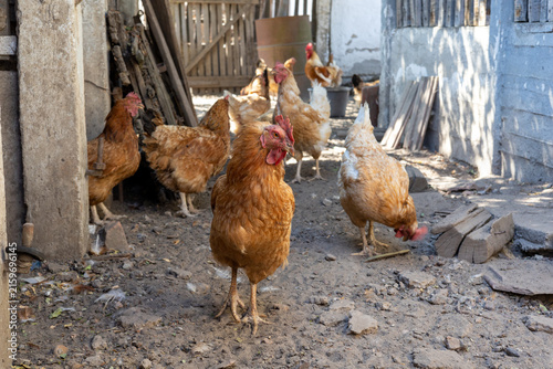 Картината върху платно A charming photo collection capturing the lively atmosphere of a rustic farmyard, featuring free-range chickens, colorful roosters, and hens foraging in the sunlit countryside