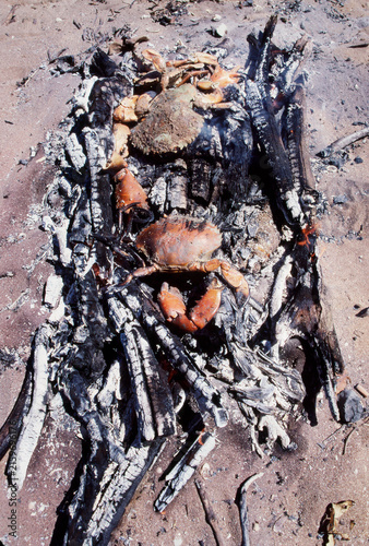 Pair of freshly caught mud crabs cooking on burning coals on the beach near Darwin