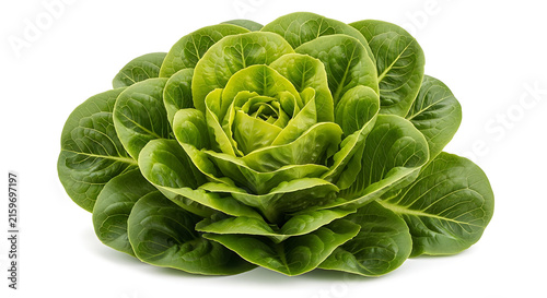 Fresh green leafy cabbage close up