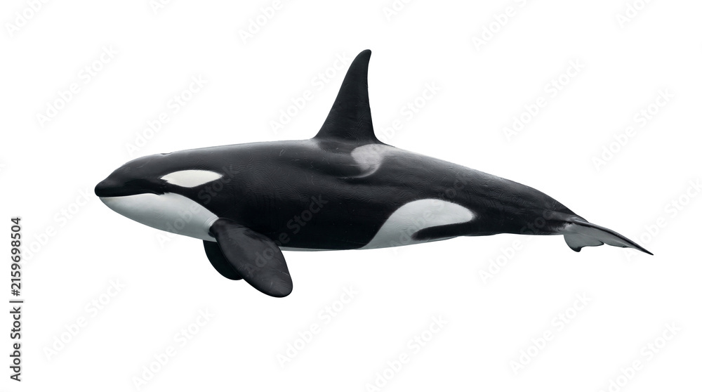 Fototapeta premium Large killer whale swims through the water against a solid gray background in this isolated studio shot.