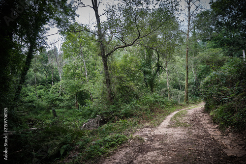 Bosque de Asturias. Caminos por la montaña entre maleza, aventura