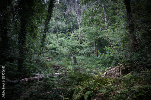 Bosque de Asturias. Caminos por la montaña entre maleza, aventura