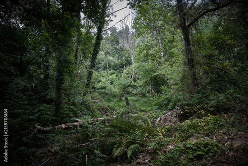 Bosque de Asturias. Caminos por la montaña entre maleza, aventura