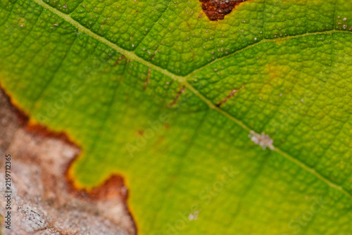 Teak leaves with beautiful color and texture.