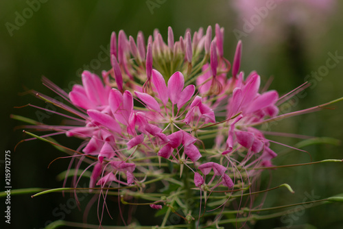 The spider flowers are absolutely beautiful; I love them.