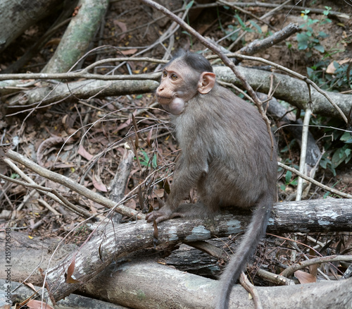 Fotografía sitting on a tree, wildlife and environment in Goa, India, jungle and rainforest