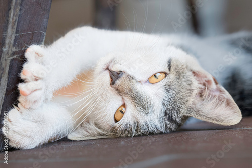 Gatto domestico bianco e tigrato sdraiato con zampa sul muso