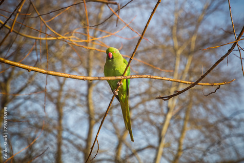 Canvas Print A rose-ringed parakeet, Psittacula krameri, in London, UK