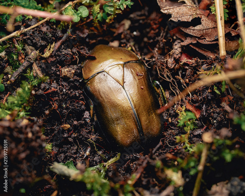 Принти на полотні Japanese Flower Chafer Beetle Burrowing into Forest Soil Macro