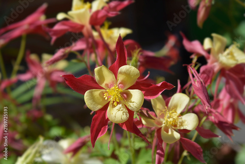 Quadro su tela Columbine yellow and red flowers - Latin name - Aquilegia hybrida
