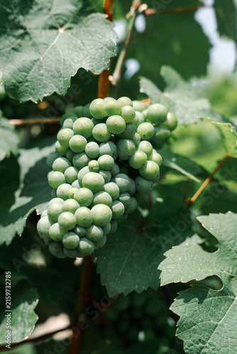 фотографія green grape vine