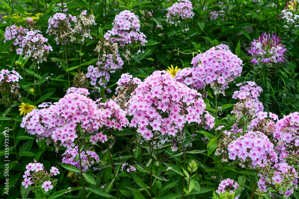 Obraz premium ピンク色の美しいフロックス / Beautiful Pink Phlox Flowers