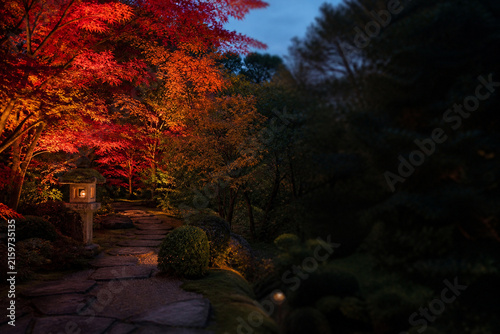 紅葉に彩られた石灯籠と庭園の夜景背景