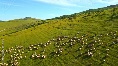 A wide shot captures a lush green meadow under a clear blue sky, where a large flock of sheep grazes peacefully. The rolling hills in the background emphasize the serene agricultural landscape.