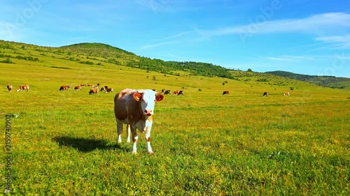 A cow stands in a lush meadow surrounded by grazing domestic cattle, set against rolling green hills under a clear blue sky. The serene agricultural landscape highlights the peacefulness.