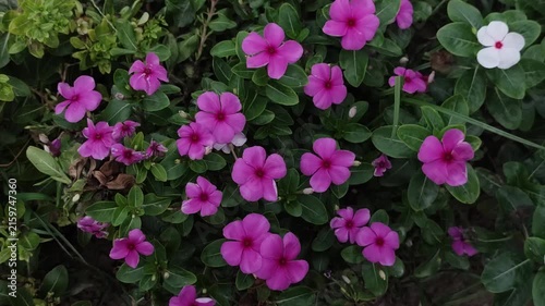Catharanthus roseus Pink Periwinkle Groundcover With Bright Blossoms And Fresh Green Garden Foliage