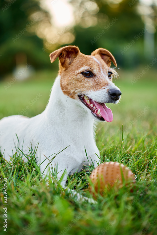 Fototapeta premium Jack Russell terrier dog panting on grass at hot day