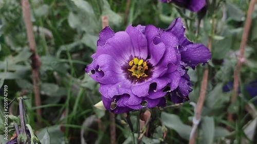 Eustoma grandiflorum Purple Lisianthus Flower With A Yellow Center Blooming In A Garden