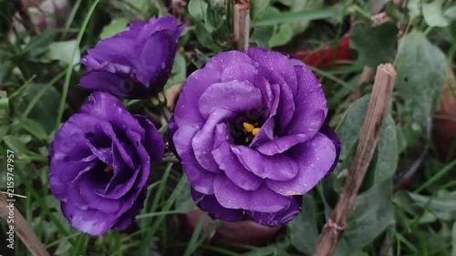 Eustoma grandiflorum Purple Lisianthus Flowers With Water Droplets Blooming In A Garden Pot