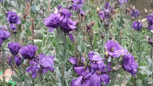 Eustoma grandiflorum Purple Lisianthus Flowers With Fresh Raindrops Blooming In A Cottage Garden