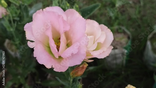 Eustoma grandiflorum Soft Pink Lisianthus Flowers With Delicate Ruffled Petals Blooming In A Garden