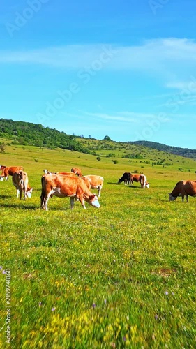 A herd of dairy cows grazes peacefully across a lush green meadow under a clear blue sky. Showing the serene beauty of domestic cattle in an expansive agricultural landscape.