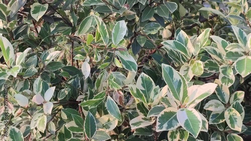 Ficus triangularis Triangle Ficus Plant With Distinctive Leaves And Lush Evergreen Growth