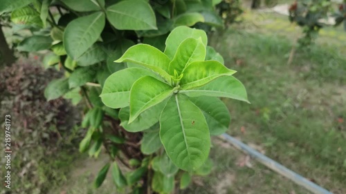 Fresh Green Leaves Of A Young Garden Plant With Natural Foliage Texture And Soft Background