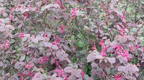 Loropetalum chinense Chinese Fringe Flower Shrub With Rich Purple Foliage And Delicate Pink Blooms