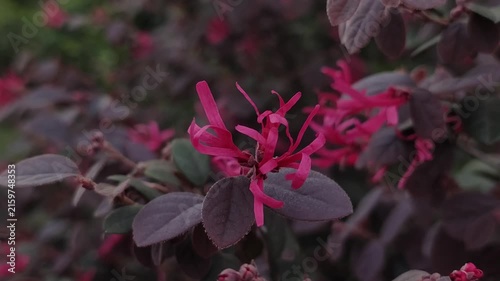 Loropetalum chinense Pink Fringe Flowers With Dark Purple Leaves In A Beautiful Garden Landscape
