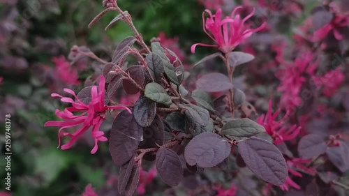 Loropetalum chinense Pink Fringe Flowers And Purple Leaves With Delicate Fringed Petals In A Garden