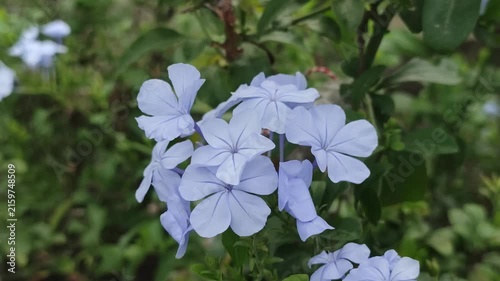 Plumbago auriculata Cape Leadwort With Clusters Of Delicate Blue Flowers And Green Leaves In A Garden