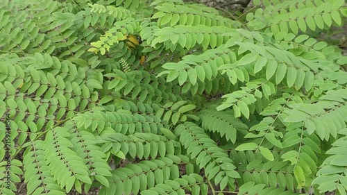 Senna siamea Siamese Cassia Leaves With Fresh Green Compound Foliage And Natural Botanical Texture