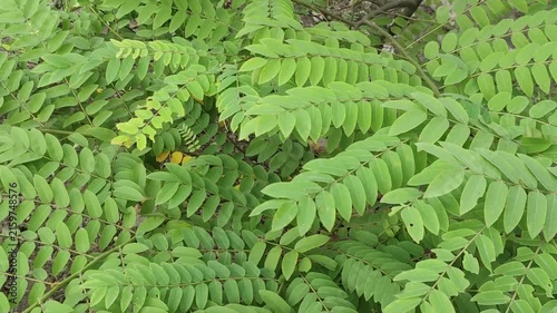 Senna siamea Siamese Cassia Leaves With Dense Green Compound Foliage In A Natural Garden Setting