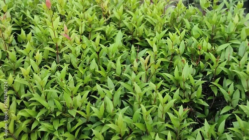 Syzygium myrtifolium Red Lip Plant With Vibrant Red New Leaves And Lush Evergreen Hedge Growth