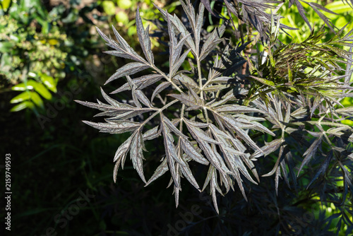 Close-up view of black elderberry (Sambucus nigra) plant, focusing on its foliage. Compound leaves exhibit a deep purplish-black coloration, providing contrast against brighter surroundings