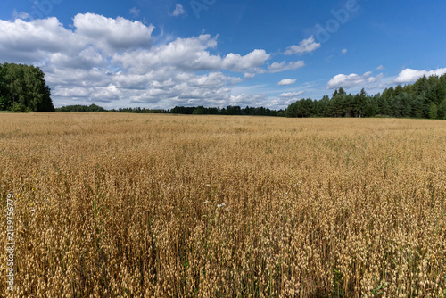 Photography Wide field of ripening oats under a blue summer sky with scattered white clouds and forest along the horizon
