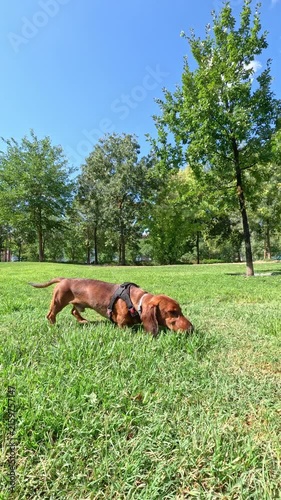 Purebred brown dachshund walks through a green park meadow while sniffing the ground, exploring its surroundings through natural canine behavior. Vertical video.